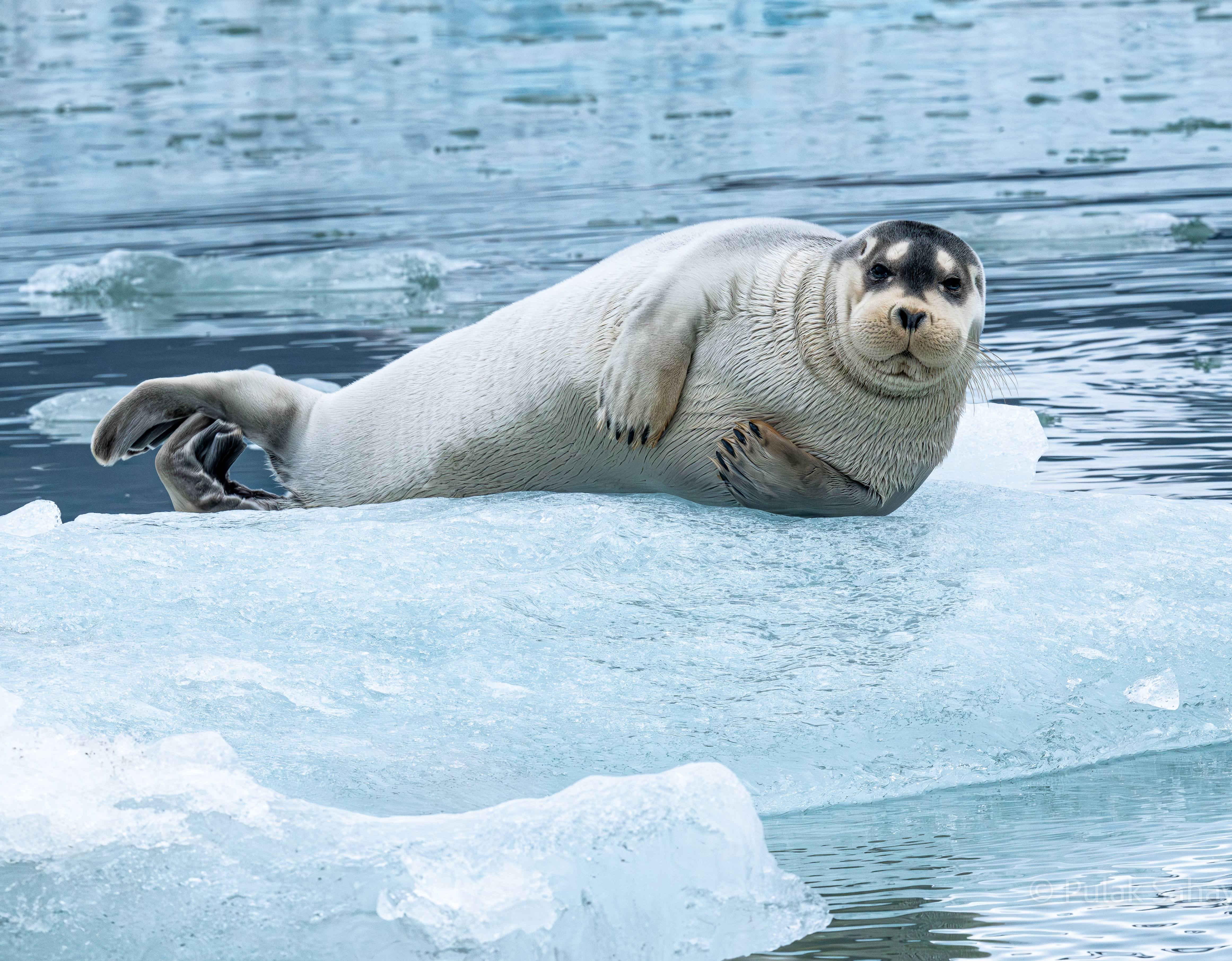 Seal leaning on ice